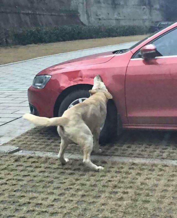Ugriz dovoljan da pravda dođe na svoje