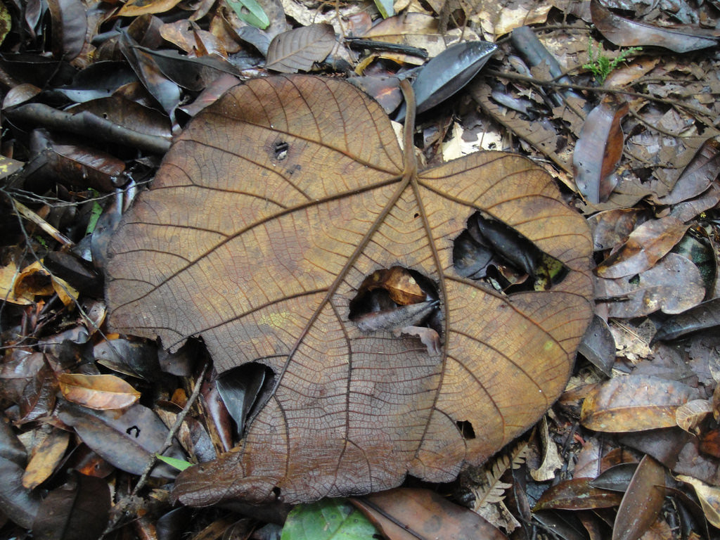 Ovako u prirodi izgleda Leaf Black Edition.