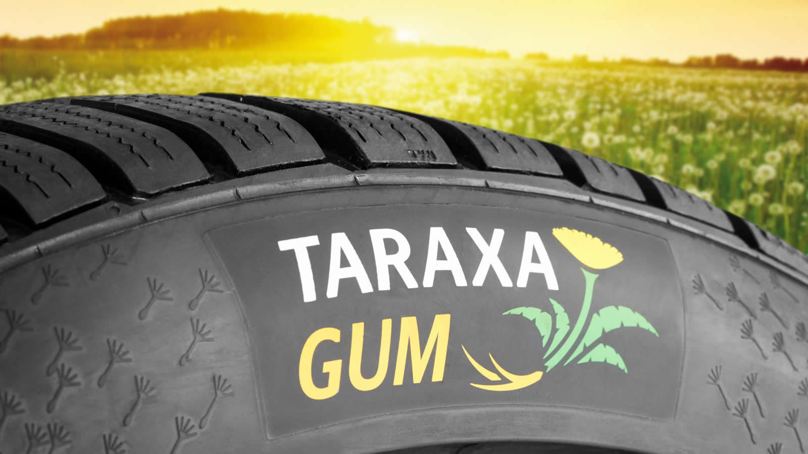 Taraxa GUM - automobilska guma od maslačka.