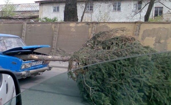 Nemojte ovako transportirati Božićno drvce!